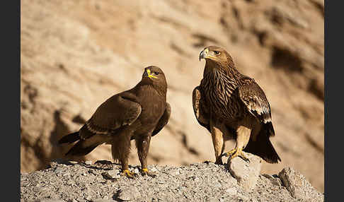 Kaiseradler (Aquila heliaca)