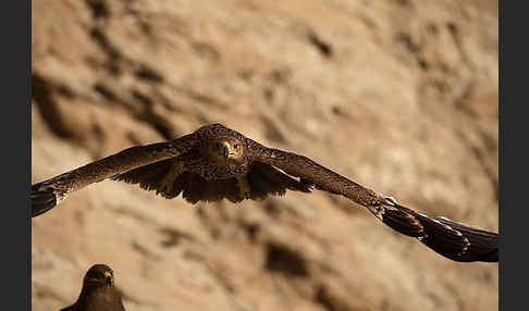 Kaiseradler (Aquila heliaca)