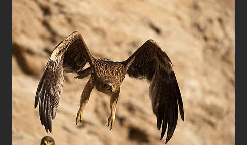 Kaiseradler (Aquila heliaca)