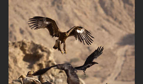 Steppenadler (Aquila nipalensis)