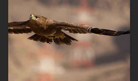 Steppenadler (Aquila nipalensis)