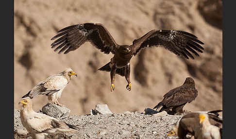 Steppenadler (Aquila nipalensis)