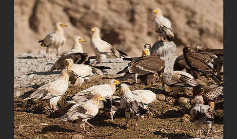 Schmutzgeier (Neophron percnopterus)