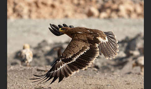 Steppenadler (Aquila nipalensis)