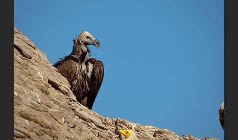 Ohrengeier (Aegypius tracheliotus)