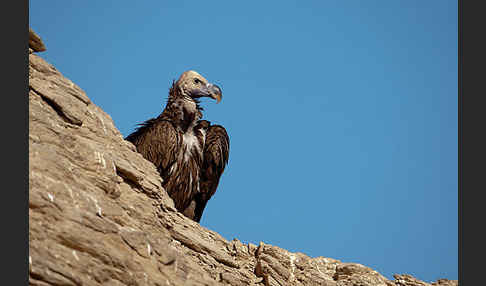 Ohrengeier (Aegypius tracheliotus)