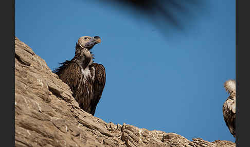 Ohrengeier (Aegypius tracheliotus)