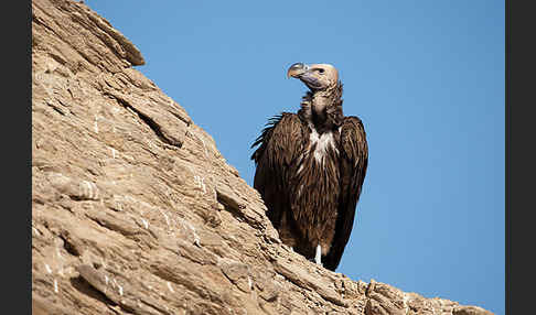 Ohrengeier (Aegypius tracheliotus)