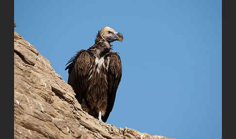 Ohrengeier (Aegypius tracheliotus)