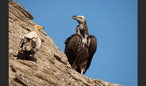 Ohrengeier (Aegypius tracheliotus)