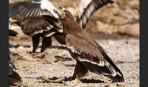 Steppenadler (Aquila nipalensis)