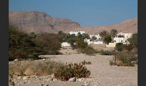 Oman (Oman)