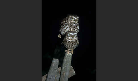 Steinkauz (Athene noctua)