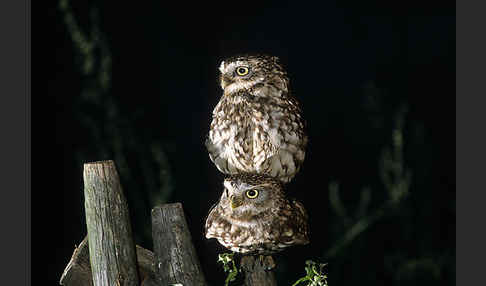 Steinkauz (Athene noctua)