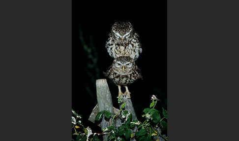 Steinkauz (Athene noctua)