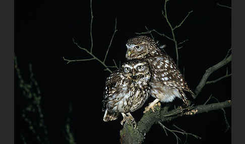 Steinkauz (Athene noctua)