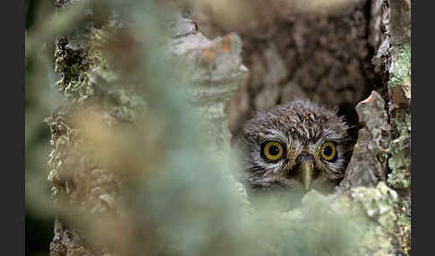 Steinkauz (Athene noctua)