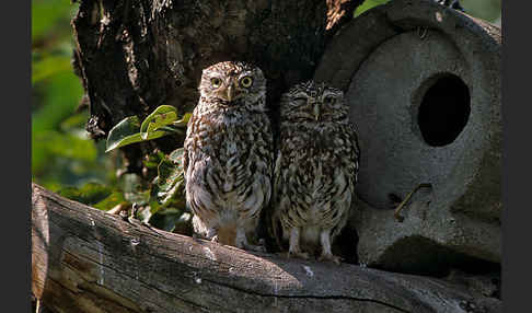 Steinkauz (Athene noctua)