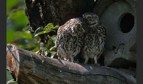 Steinkauz (Athene noctua)