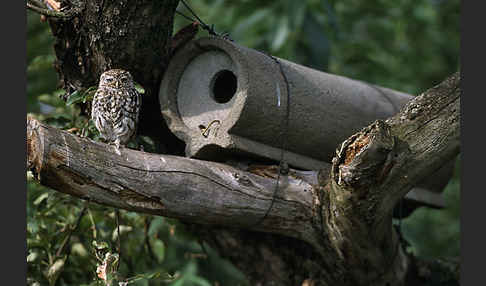 Steinkauz (Athene noctua)