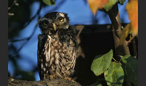 Steinkauz (Athene noctua)