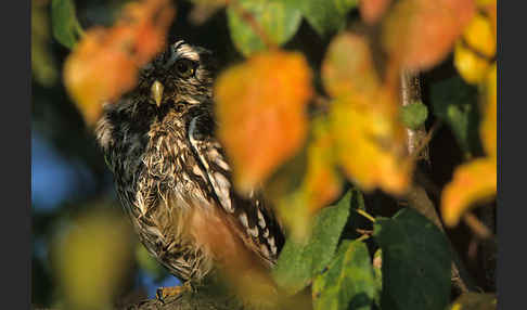 Steinkauz (Athene noctua)