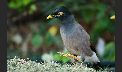 Hirtenstar (Acridotheres tristis)