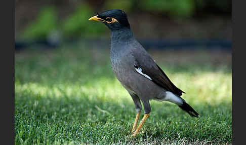 Hirtenstar (Acridotheres tristis)