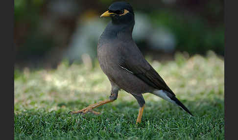 Hirtenstar (Acridotheres tristis)