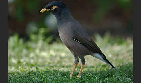 Hirtenstar (Acridotheres tristis)