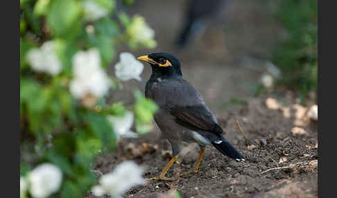 Hirtenstar (Acridotheres tristis)