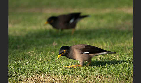 Hirtenstar (Acridotheres tristis)