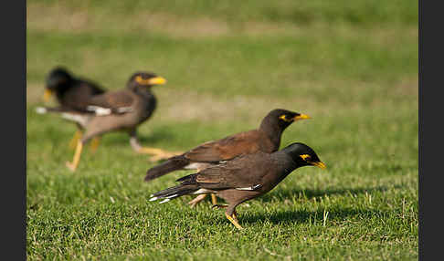 Hirtenstar (Acridotheres tristis)