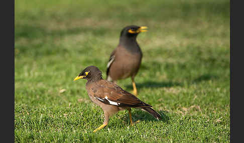 Hirtenstar (Acridotheres tristis)