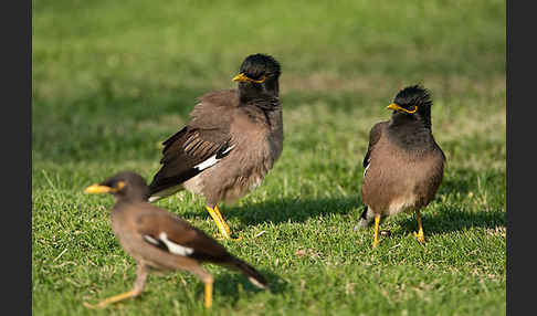 Hirtenstar (Acridotheres tristis)