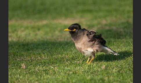 Hirtenstar (Acridotheres tristis)