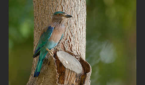 Hinduracke (Coracias benghalensis)