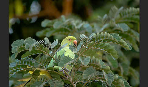 Halsbandsittich (Psittacula krameri)