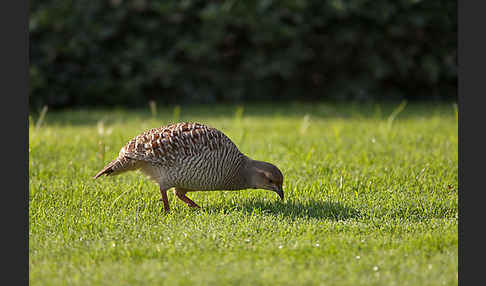 Graufrankolin (Francolinus pondicerianus)