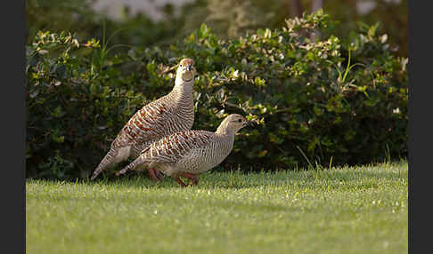 Graufrankolin (Francolinus pondicerianus)