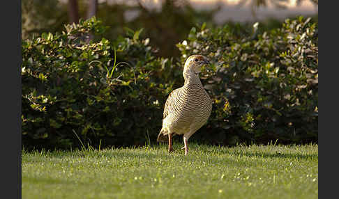 Graufrankolin (Francolinus pondicerianus)