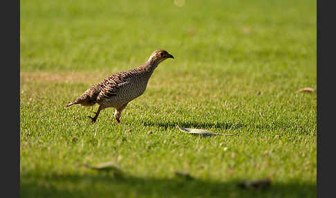 Graufrankolin (Francolinus pondicerianus)