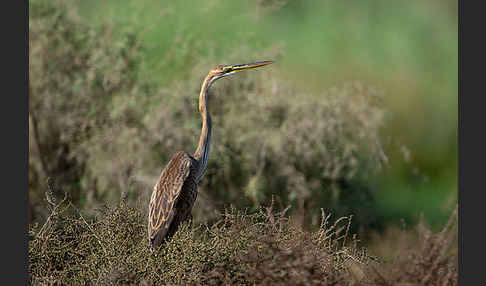 Purpurreiher (Ardea purpurea)