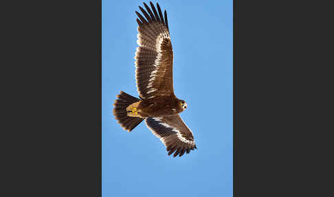 Steppenadler (Aquila nipalensis)