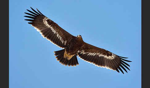 Steppenadler (Aquila nipalensis)