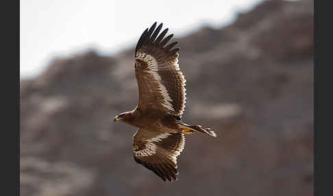 Steppenadler (Aquila nipalensis)