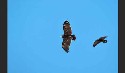 Wüstenrabe (Corvus ruficollis)