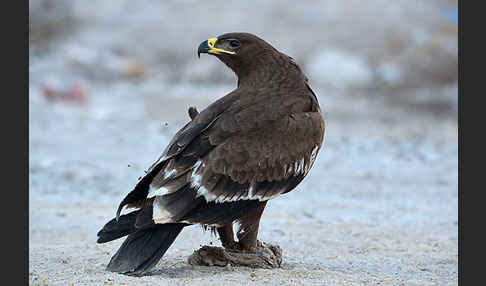 Steppenadler (Aquila nipalensis)