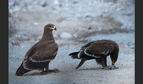 Steppenadler (Aquila nipalensis)