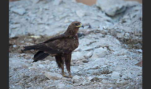 Schelladler (Aquila clanga)